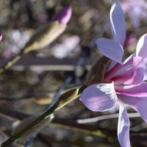 Magnolia x loebneri 'Leonard Messel' 300-350 cm